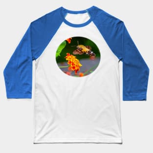 Hummingbird Hawk-moth feeding on an orange flower Baseball T-Shirt